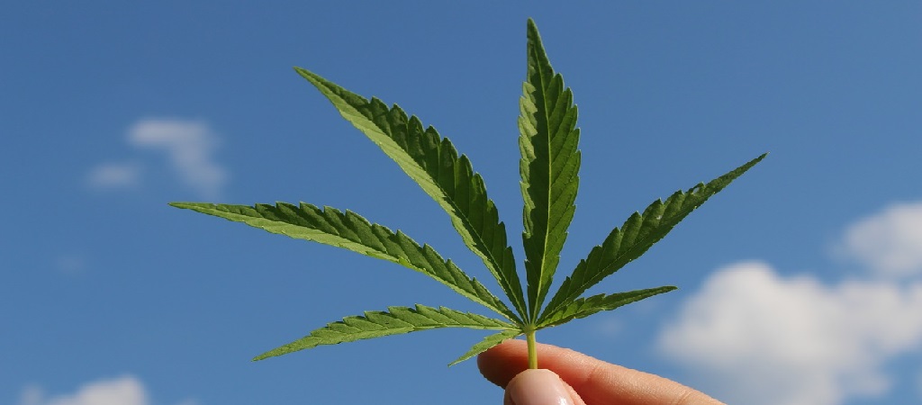 All You Need to Know About CBD Oil