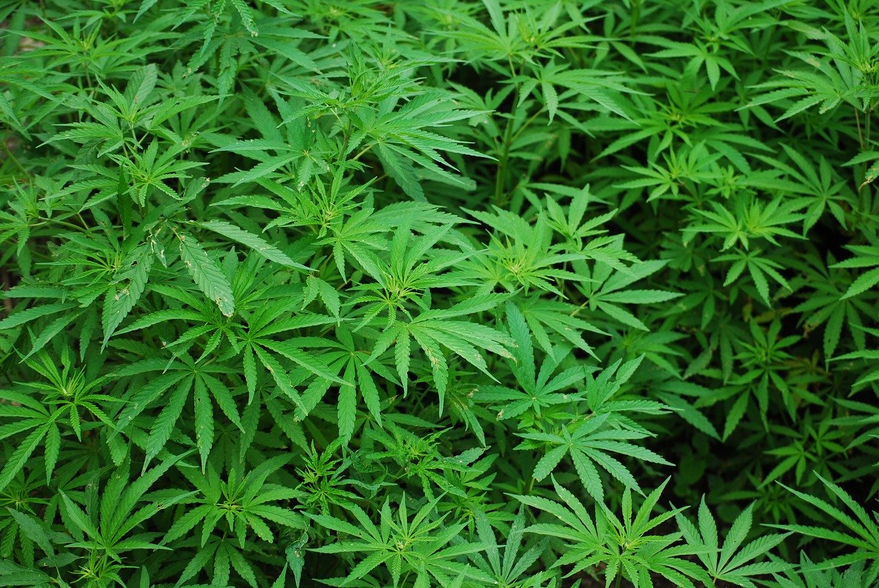 Using Marijuana for Medical Purposes
