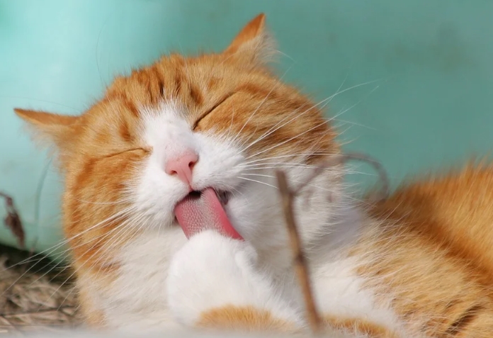 A Practical Guide to CBD Oil for Cats
